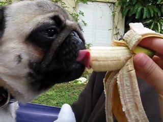 happy the pug eating a banana