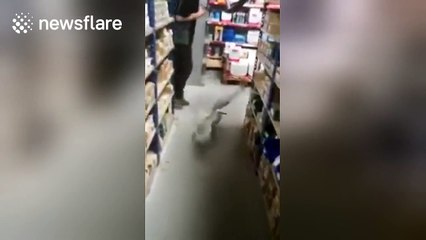 Seagull strolls into warehouse and attacks the staff