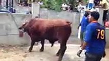 Most Dangerous and Scariest Bull unloading in Lahore - Video Dailymotion