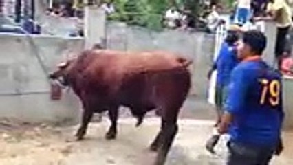 Most Dangerous and Scariest Bull unloading in Lahore - Video Dailymotion