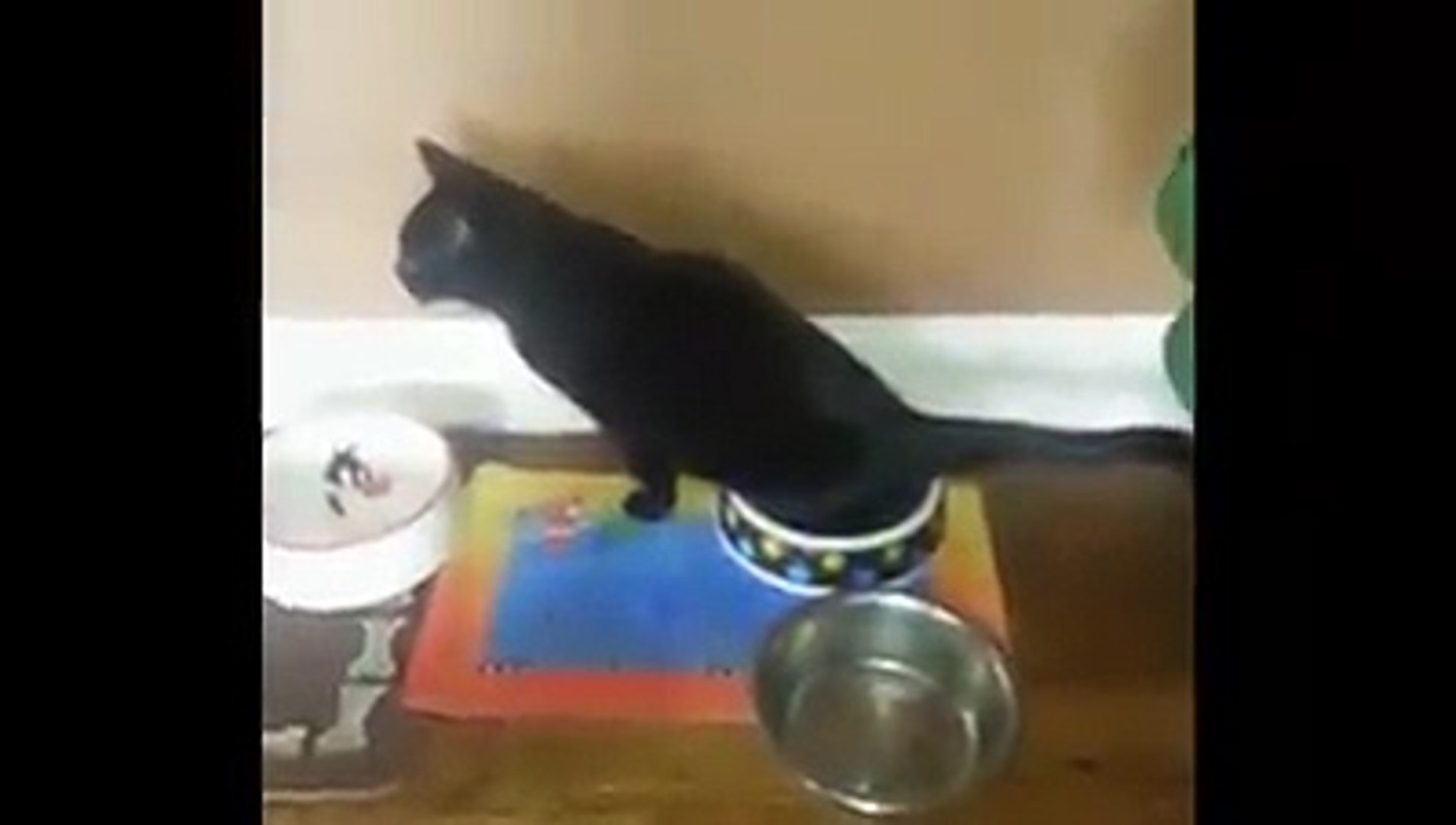 ⁣Cats Being Cats