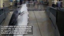 C'est une honte : le Japon falsifie ses rapports de pêche à la baleine