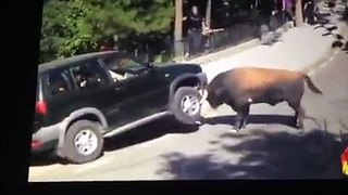 Bull Distroy Car