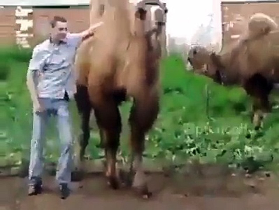 Jungle Cemal Funny Clip