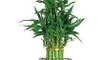 VASTU - Bamboo plant brings wealth and prosperity