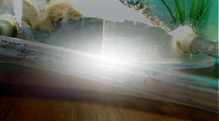 OMG! My Fire Ants Are Planning an Escape