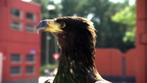 Des aigles entraînés pour anéantir des drones !