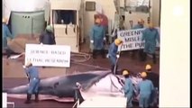 Chasse à la baleine- le Japon traîné devant la justice internationale
