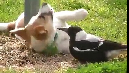 Una Gazza ed un Cagnolino...due Amici per il Pelo