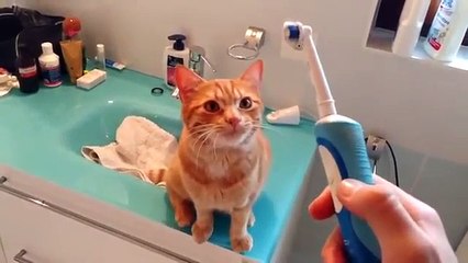 Ce chat adore les brosses à dents