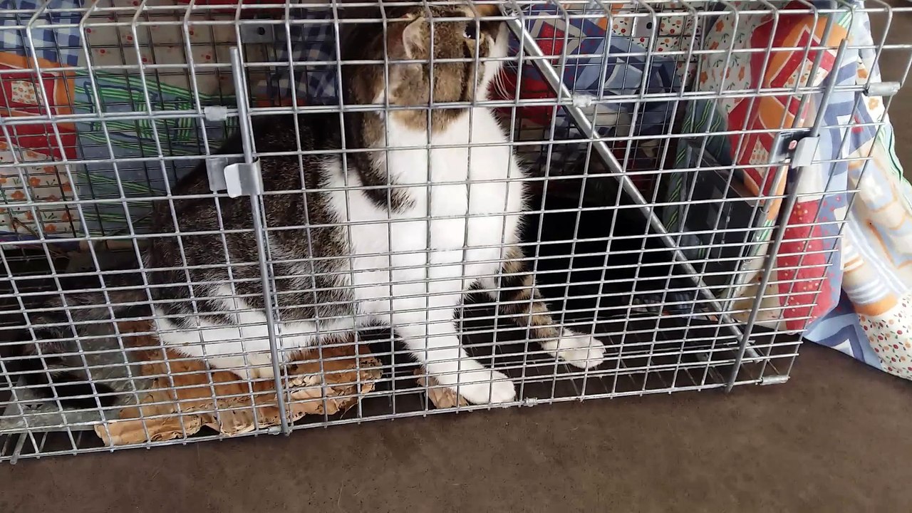 Jolie Grisette  de 18 mois à placer d'urgence