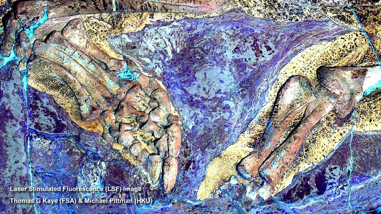 Reconstitution du Psittacosaurus en maquette très réaliste