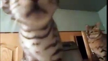 Algerie ( Exclusive ) 2016 هذا ما يعرف بـ اللعب الخامج