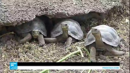 ذكر سلحفاة من "عشاق المعاشرة" ينقذ جنسه من الإنقراض