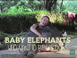 Baby Elephants Who Want To Be Lap Dogs