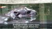 Baby pygmy hippo born in England's Bristol Zoo