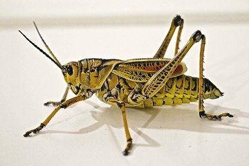 해외알바 추천 아르바이트는 『찜』알바