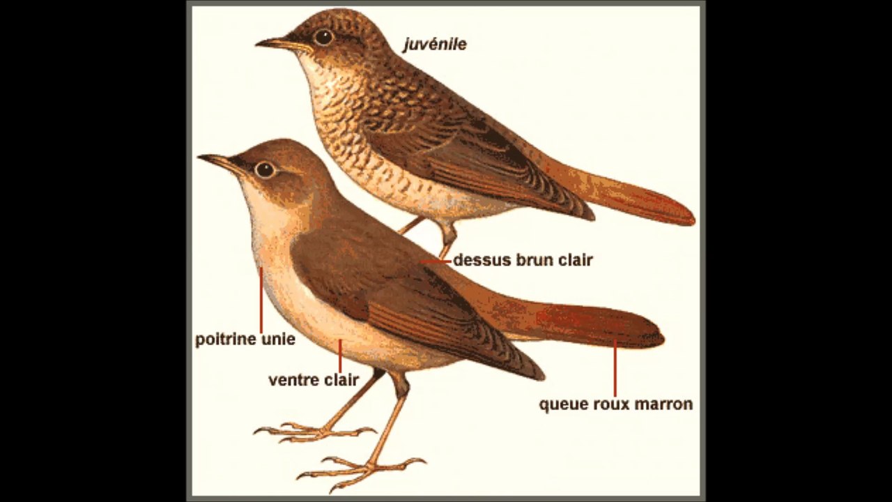 Chant rossignol philomèle غناء العندليب