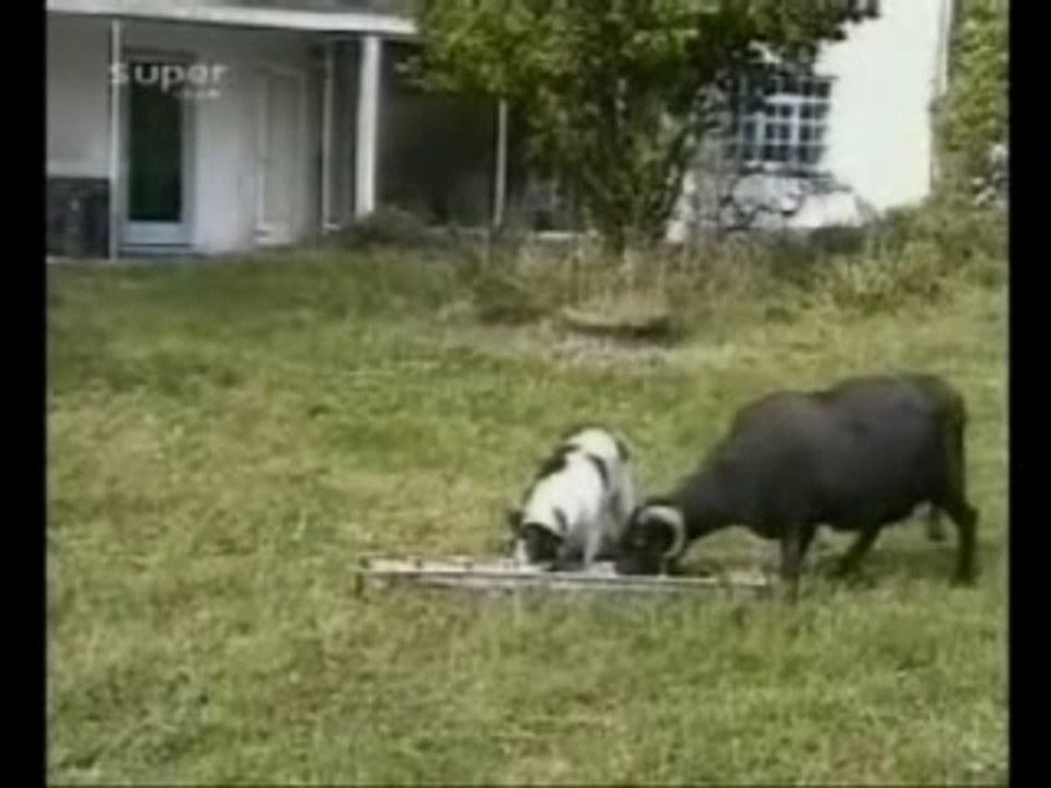 Chien-vs-chevre