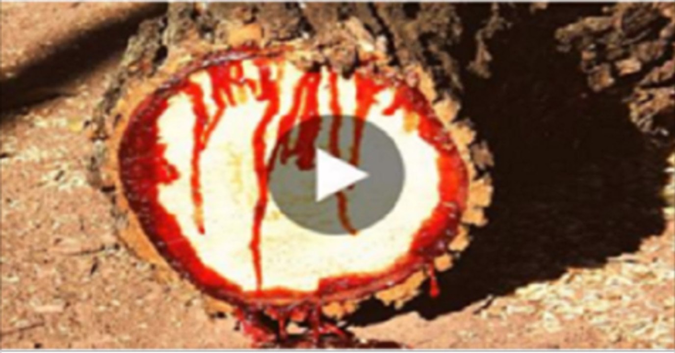 Cutting-a-bleeding-tree