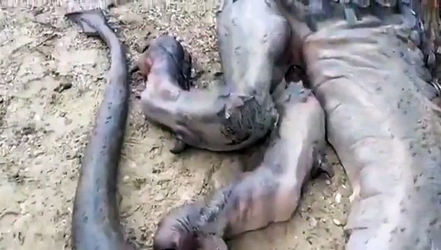 Il dit avoir trouvé un dragon mort sur une île deserte