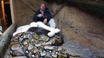 Assis dans un nid de 3 pythons géants il se fait attaquer !!