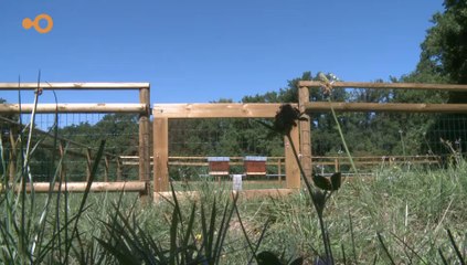 SUJET - La fondation des Evaux aura bientôt son propre miel