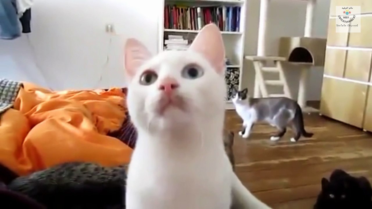 Most Funny cat vine compilation