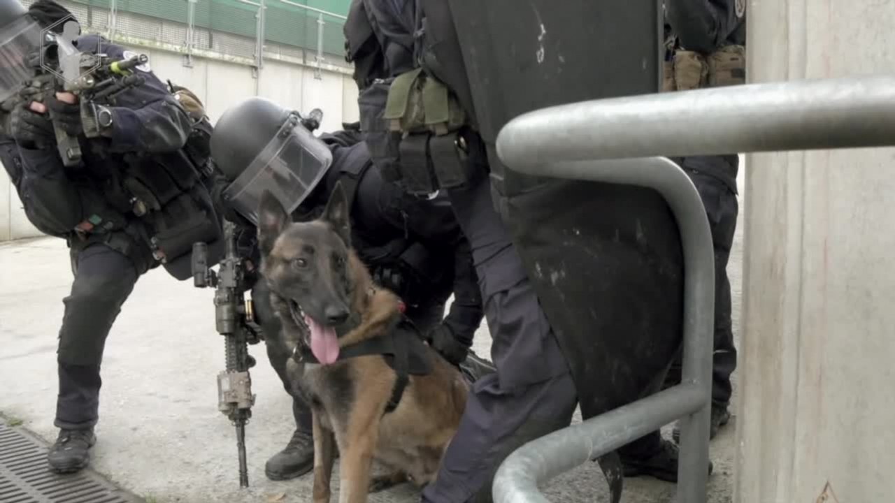 #HistoiresdeFrance, chapitre 19 - Graf, chien d'assaut au GIGN