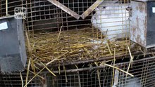 La réalité atroce des élevages de lapins angora dénoncée par l’association ‘One Voice’ !