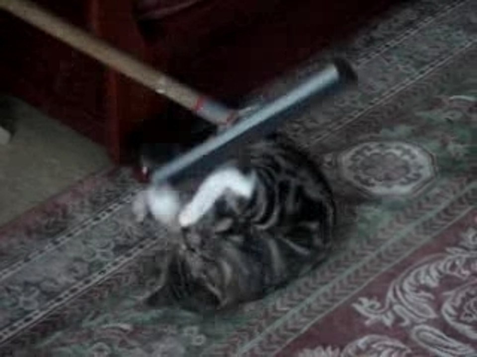 mon chaton attaque la raclette