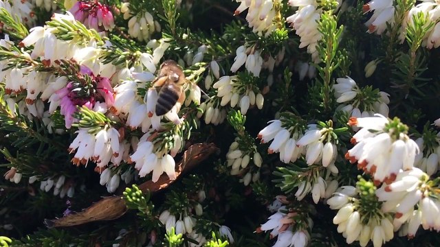 Bee Spring Slow Motion Insect Pollination Flower