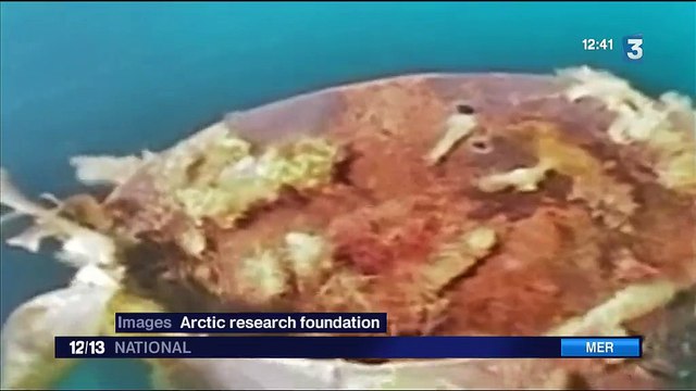 Découverte : le mythique HMS Terror de l'expédition Franklin retrouvé dans l'Arctique