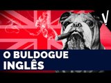 WINSTON CHURCHILL, O BULDOGUE INGLÊS