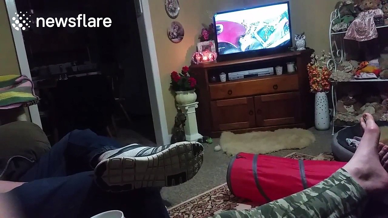 Cat plays fetch like a dog