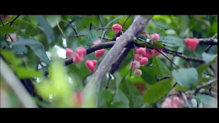 Oru Muthashi Gadha- Thennal Nilavinte Song