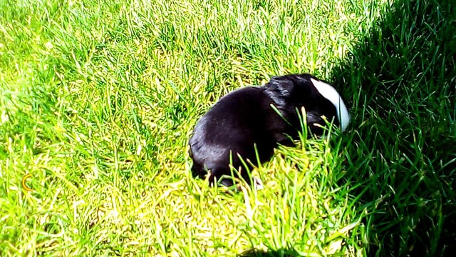 MUST SEE ! sweet little bunny puppies - so cute