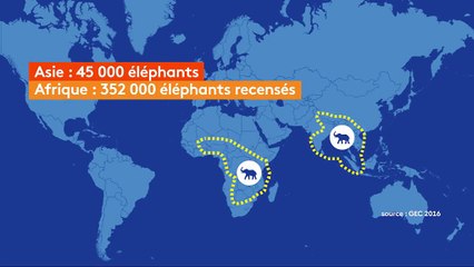 Le commerce de l’ivoire, un désastre pour les éléphants