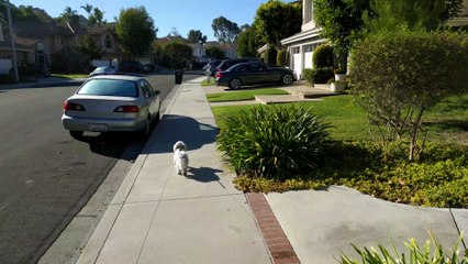 walking my mixed Poodle around the house
