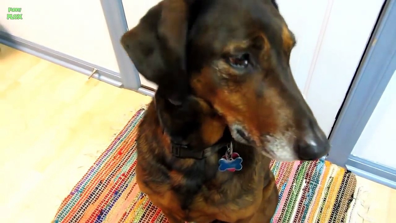 Funny Guilty Dogs Compilation 2014