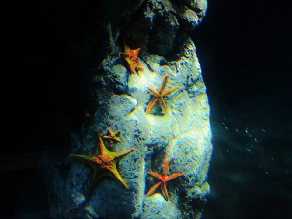 Relaxation -  Underwaterworld with Jellyfish and others - Relax mit den Geistern des Meeres und anderen