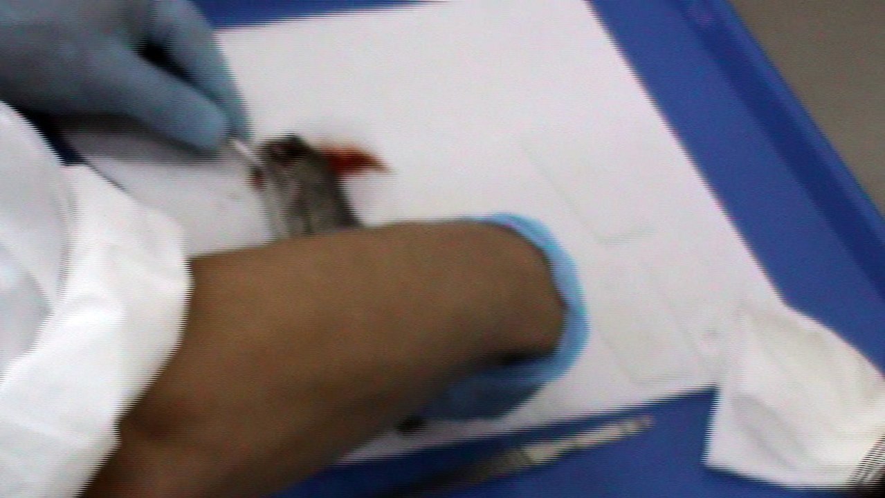 Necropsia y toma de muestra en salmónidos