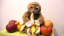 #VideosRandom - Monkey cat eating a banana
