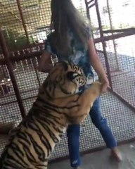 Aggressive tiger attacks young woman