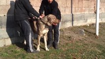 Armenian Shepherd Dog - Gampr - Caucasian Dog - Aggressive Red - 1.5 Years Old -