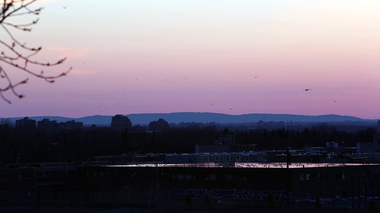 Birds Flying At Evening