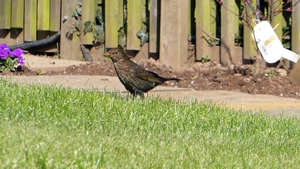 Blackbird - Ultra High Definition Video HD