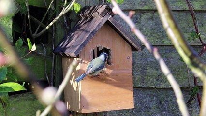 Blue Tit - Ultra High Definition Video HD 2