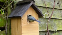 Blue Tit Bird House Pecking Bird Tit Blue Nature