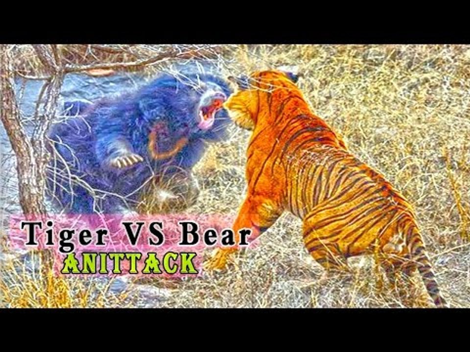tiger vs bear attack  new compilation HD